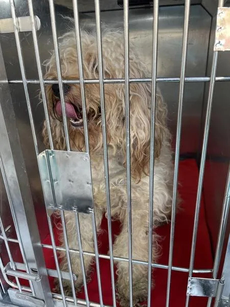 A young small-sized male Mixed Breed dog named Foam for adoption in New York, NY