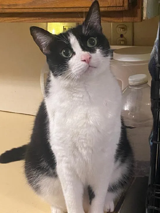 An adult medium-sized female Black & White / Tuxedo Domestic Short Hair cat named Bonnie for adoption in Pompano Beach, FL