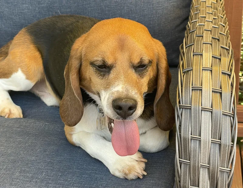An adult small-sized male Tricolor (Brown, Black, & White) Beagle dog named Skeeter for adoption in South Plainfield, NJ