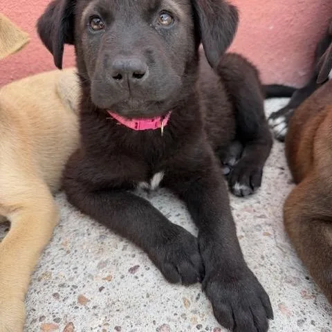 A baby medium-sized female Black Border Collie dog named Marley for adoption in Austin, TX