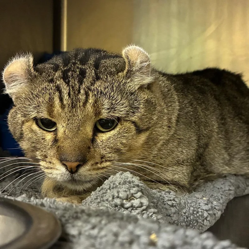 An adult large-sized male American Curl cat named Meatball for adoption in Brownsboro, AL
