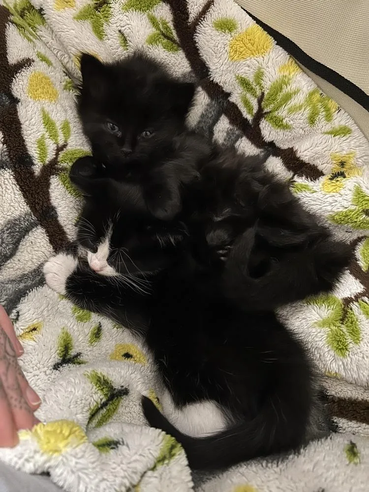 A baby small-sized female Black Domestic Medium Hair cat named Marceline for adoption in Bellingham, WA