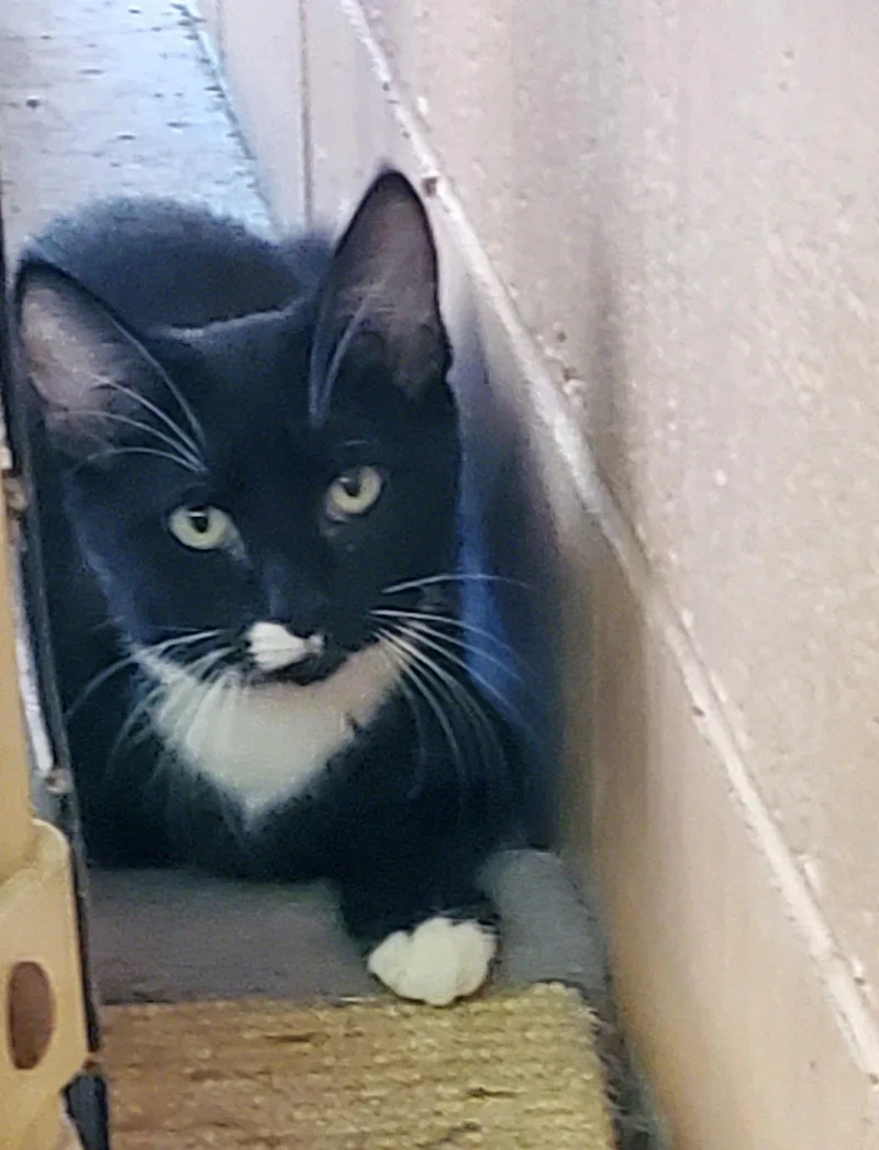 An adult small-sized female Black & White / Tuxedo Domestic Short Hair cat named Blackberry for adoption in Boston, KY