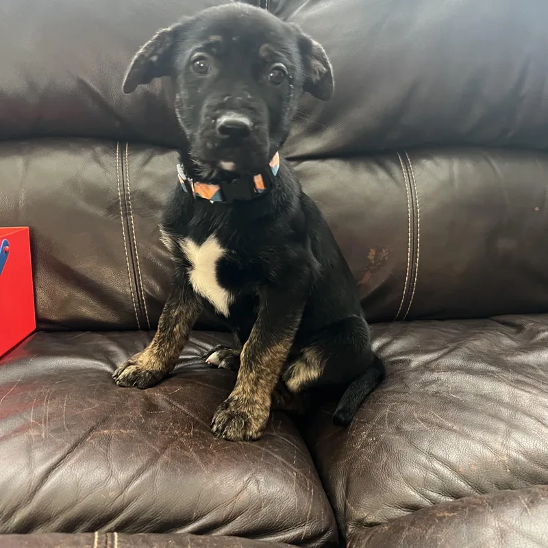 A baby large-sized female Black Labrador Retriever dog named Libby for adoption in Davisburg, MI