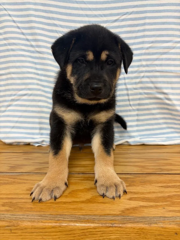 A baby medium-sized male Labrador Retriever dog named Corduroy for adoption in Clinton, SC