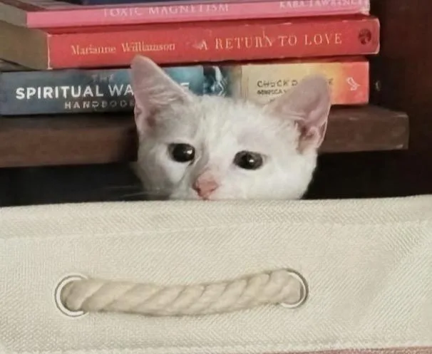 A baby medium-sized male White Domestic Short Hair cat named Skylar for adoption in Staten Island, NY