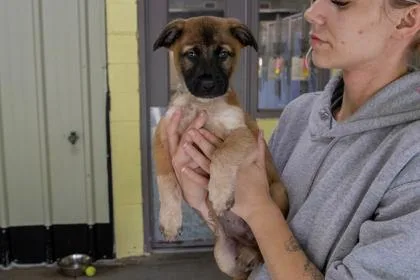 A young large-sized female German Shepherd Dog dog named Cinnamon Toast Crunch for adoption in Kansas City, MO
