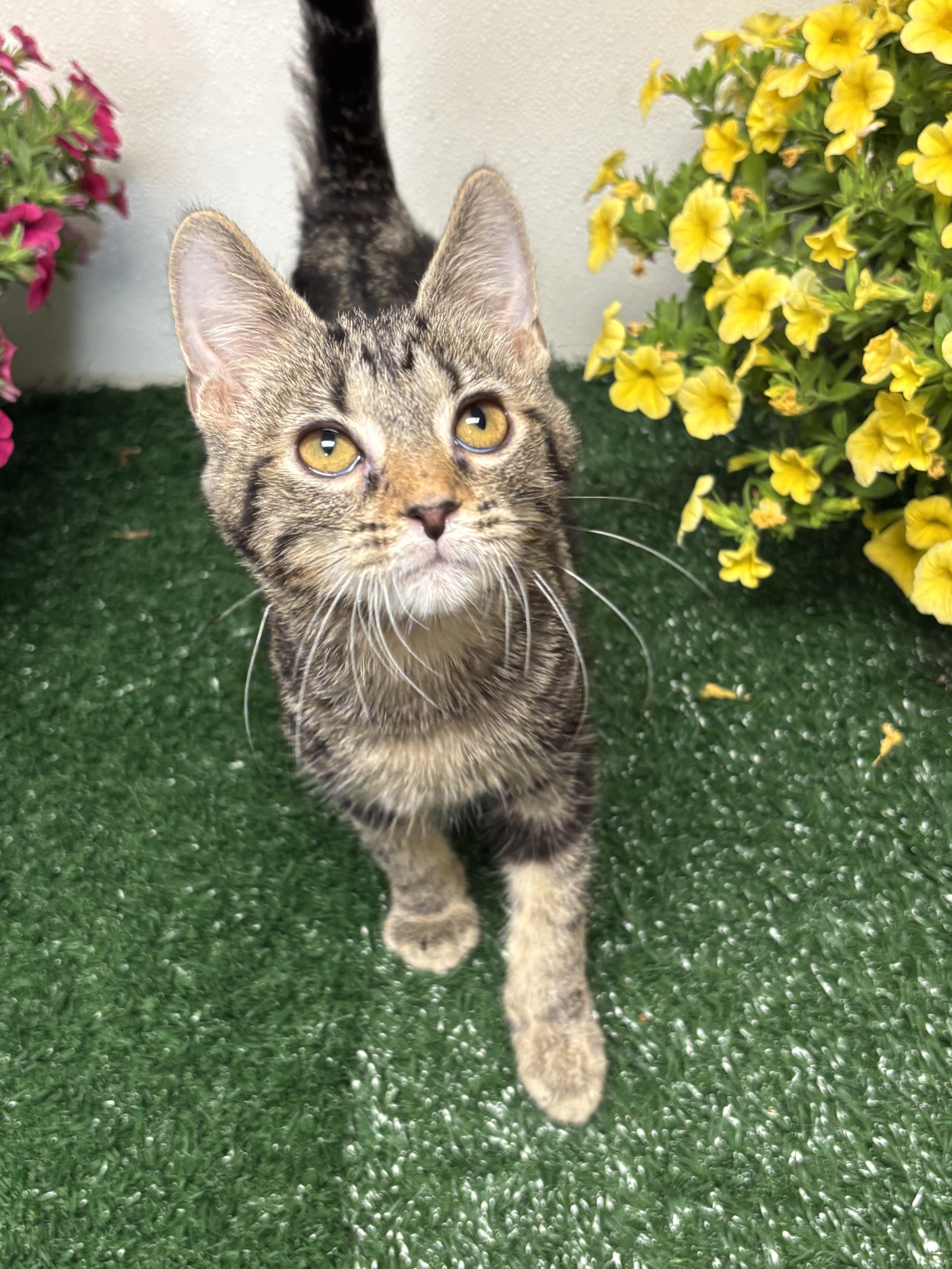 A young medium-sized male Tabby (Brown / Chocolate) Domestic Short Hair cat named Billy for adoption in Effingham, IL