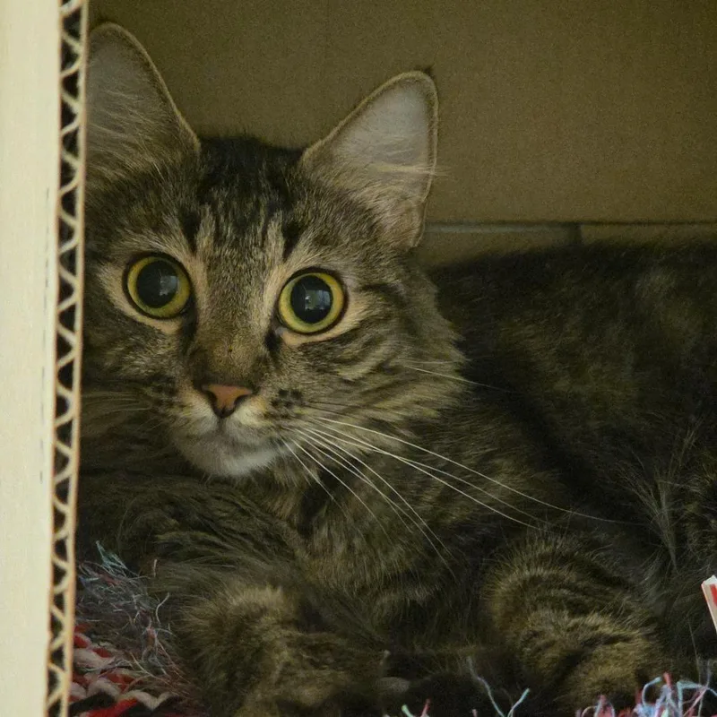 An adult medium-sized female Brown / Chocolate Domestic Medium Hair cat named Remy for adoption in Ballston Spa, NY