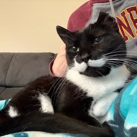 A senior large-sized female Black Domestic Short Hair cat named Emma C for adoption in Minnetonka, MN