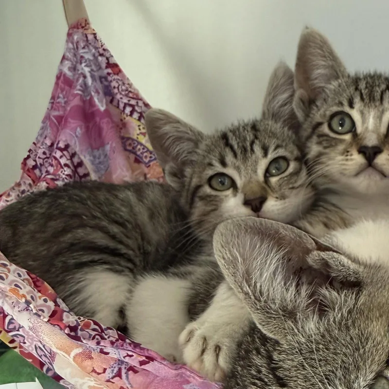 A baby small-sized female Domestic Short Hair cat named Bun for adoption in Oakland, CA