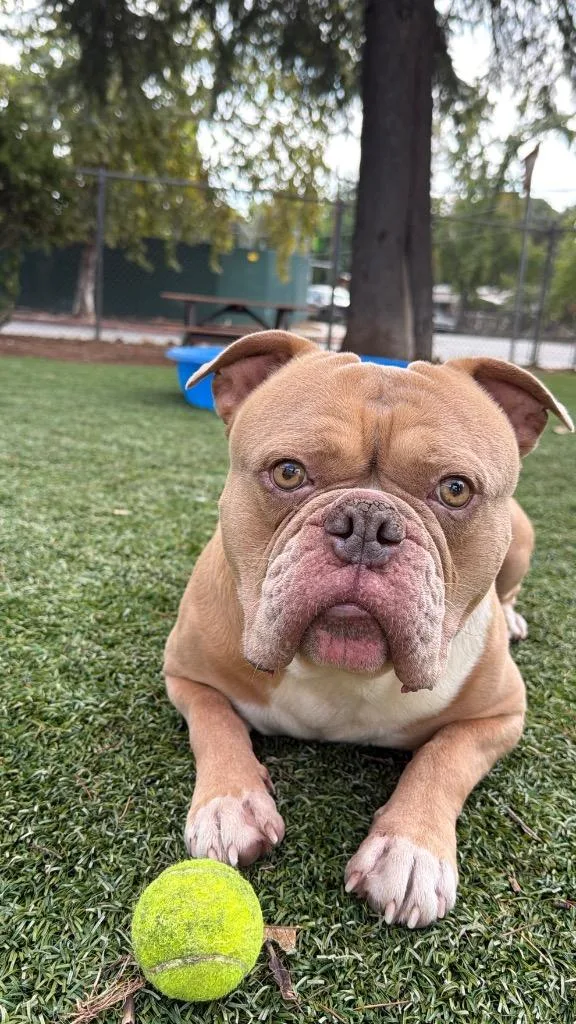 An adult medium-sized male English Bulldog dog named Achilles for adoption in Chico, CA