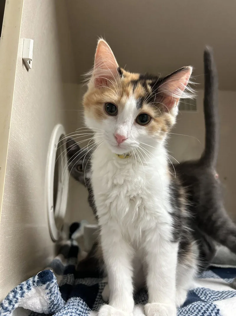 A baby medium-sized female Calico cat named April for adoption in Locust Grove, GA