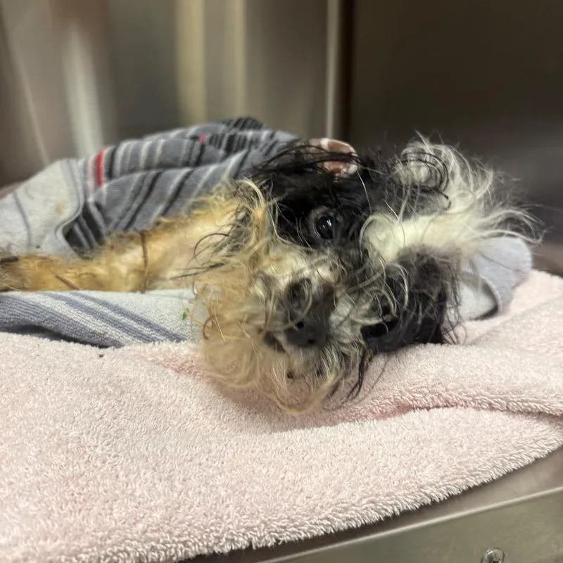 A senior small-sized female Mixed Breed dog named Oreo for adoption in Jacksonville, FL