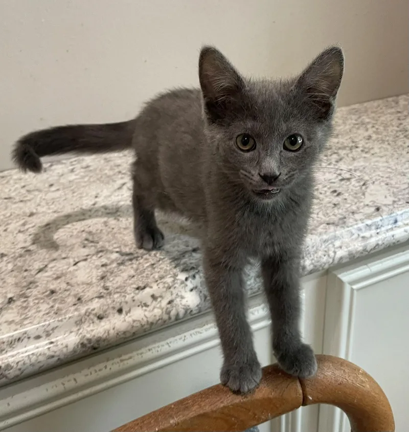 A baby medium-sized male Gray / Blue / Silver Russian Blue cat named WatsonPortofino PetSmart for adoption in Spring, TX
