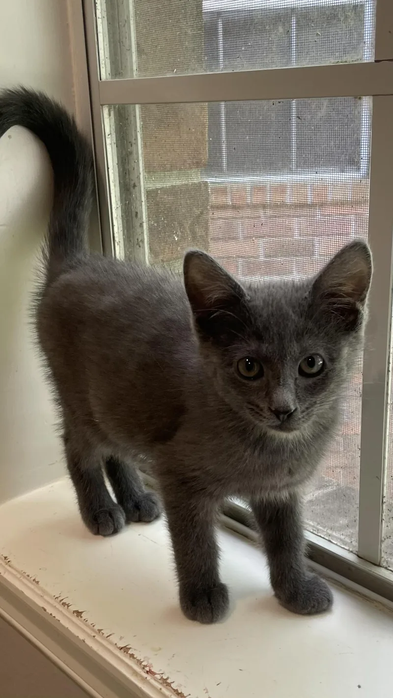 WatsonPortofino PetSmart thumbnail 2