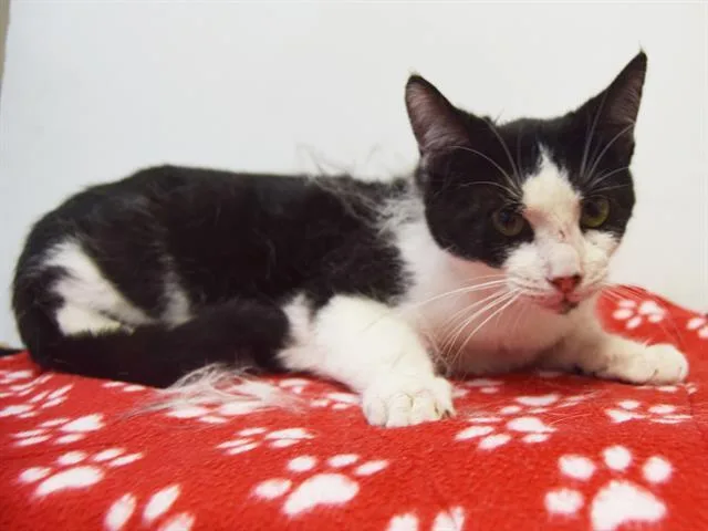 A young medium-sized female Domestic Short Hair cat named Macy for adoption in Sacramento, CA