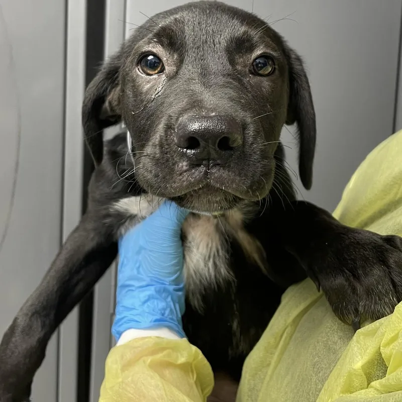 A baby small-sized male Black Cattle Dog dog named Bottled Coke for adoption in Hattiesburg, MS