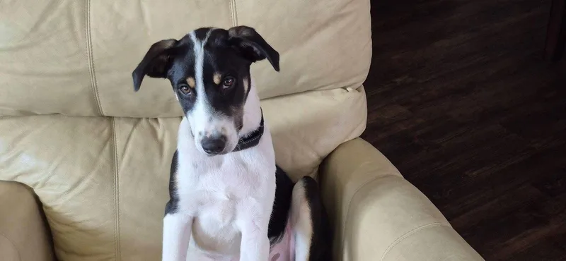 A baby large-sized male Terrier dog named Joey for adoption in New London, WI