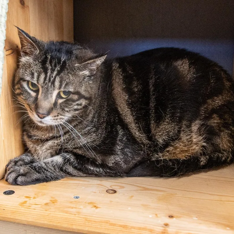 A senior extra large-sized male Brown / Chocolate Domestic Short Hair cat named Buttons for adoption in Kennebunk, ME