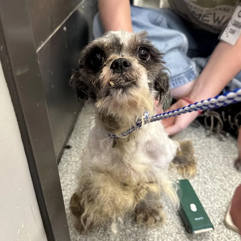 A senior small-sized male Black Mixed Breed dog named Jesse for adoption in Hinsdale, IL