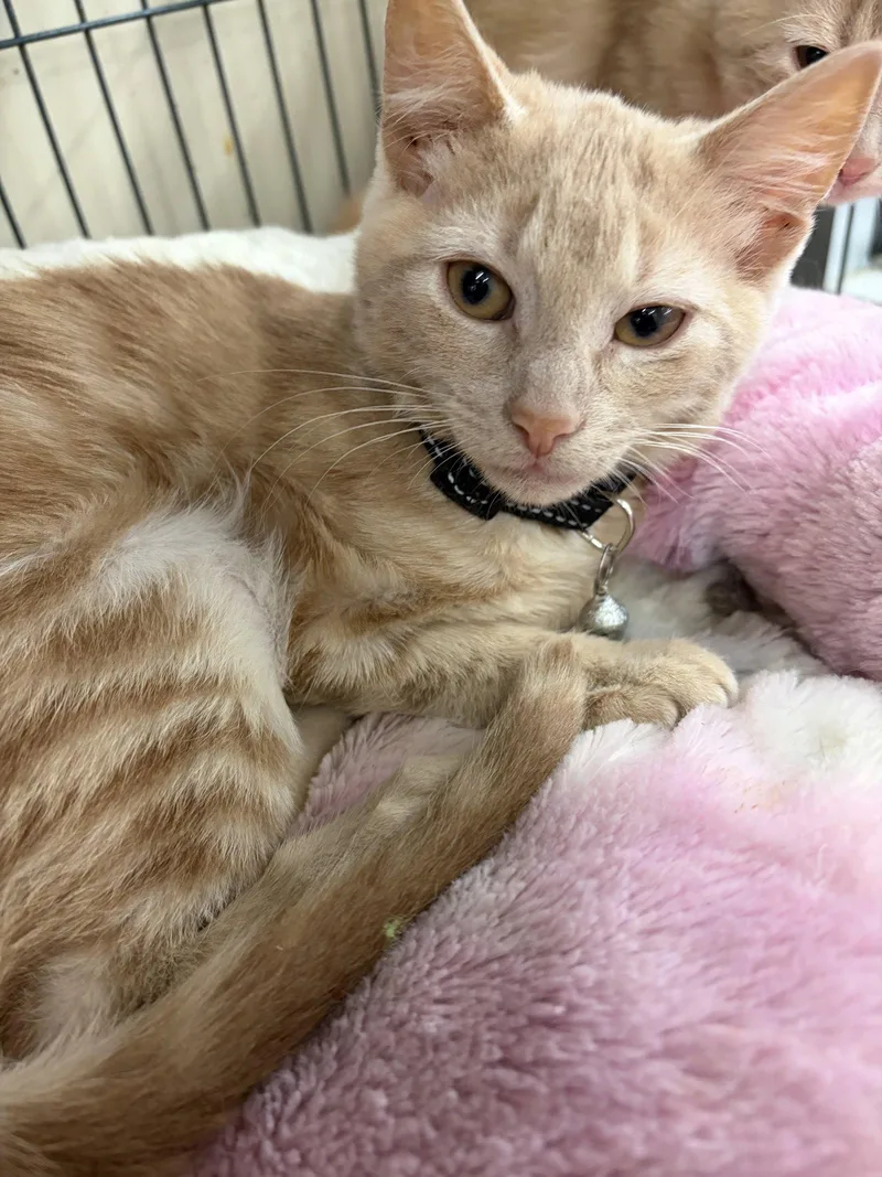 A young medium-sized male Tabby (Buff / Tan / Fawn) Tabby cat named Gambels for adoption in Smithtown, NY