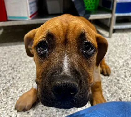 A baby medium-sized female Yellow / Tan / Blond / Fawn Mixed Breed dog named Peggy Sue for adoption in Kansas City, MO