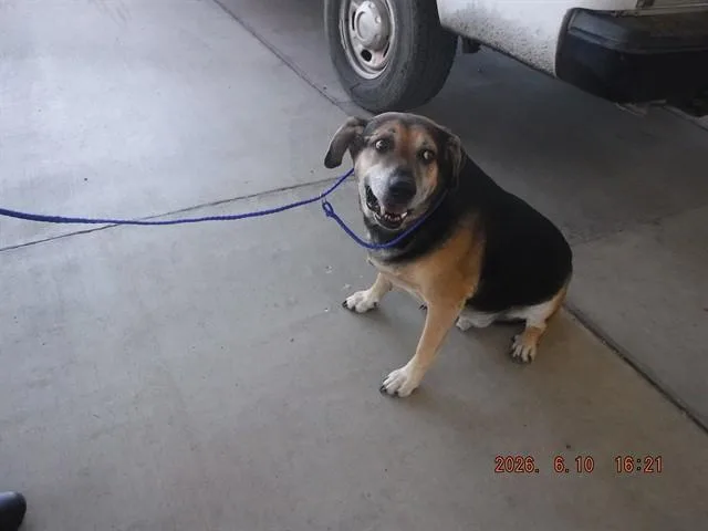 An adult large-sized male Bullmastiff dog named Bob for adoption in Oroville, CA