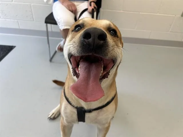 A young large-sized male Labrador Retriever dog named Mater for adoption in Ocala, FL