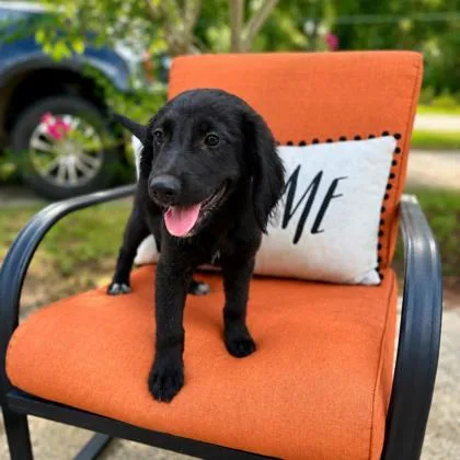 A baby medium-sized female Flat-Coated Retriever dog named Bailey for adoption in Morton Grove, IL
