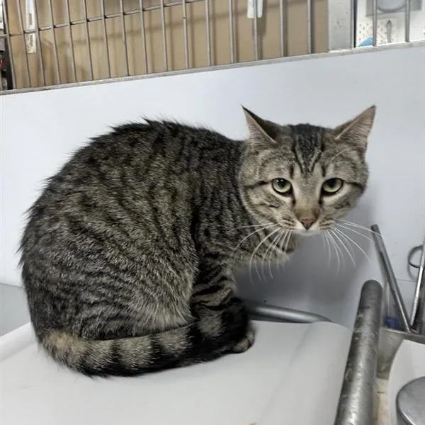 A young medium-sized male Brown / Chocolate Domestic Short Hair cat named Ralph for adoption in New York, NY