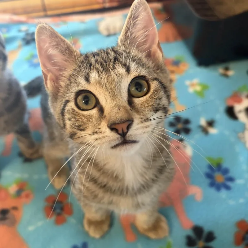 A baby medium-sized male Tabby (Buff / Tan / Fawn) Domestic Short Hair cat named Leo for adoption in Moorestown, NJ