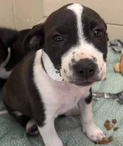 A baby large-sized female Mixed Breed dog named Chloe for adoption in Munster, IN