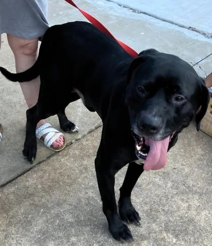 An adult large-sized male Black Labrador Retriever dog named Nino for adoption in Disputanta, VA