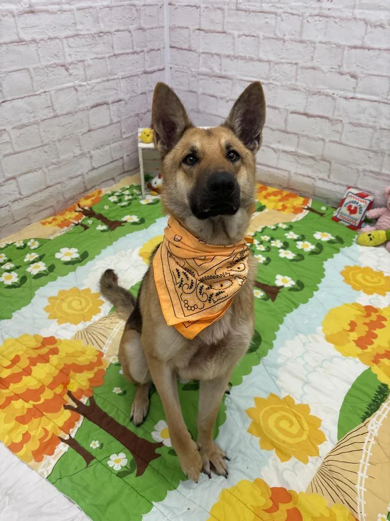 A young large-sized female Mixed Breed dog named Sonnet for adoption in Detroit, MI