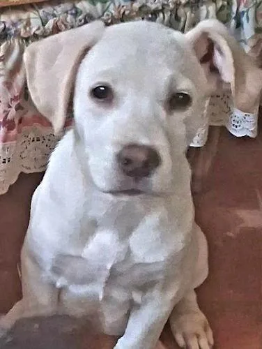 A baby medium-sized female Labrador Retriever dog named Snowbaby for adoption in Rutherfordton, NC