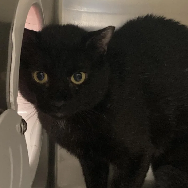 An adult medium-sized male Black Domestic Short Hair cat named Mystery for adoption in Windsor, VA