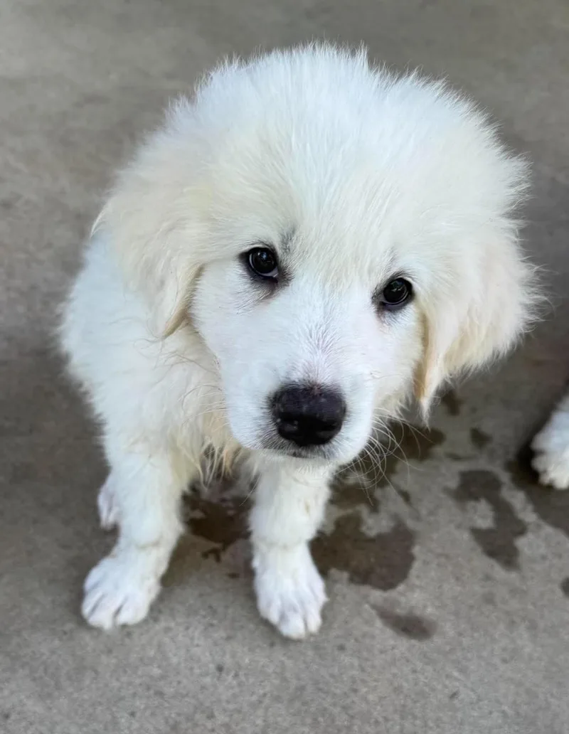A baby large-sized female White / Cream Great Pyrenees dog named Squishmallow for adoption in Kiowa, OK
