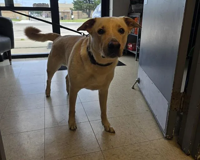 An adult large-sized male Labrador Retriever dog named Yoda for adoption in Olathe, KS