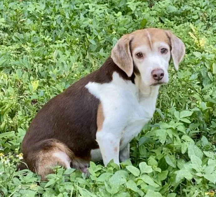 Coco Bean thumbnail 3