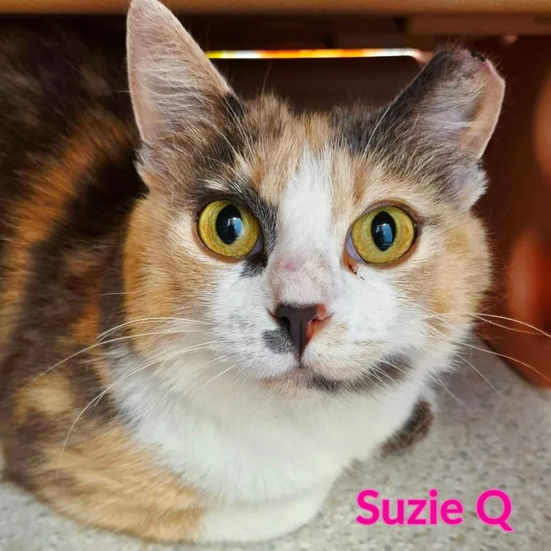 A young medium-sized female Domestic Medium Hair cat named Susie Q for adoption in North Saint Paul, MN