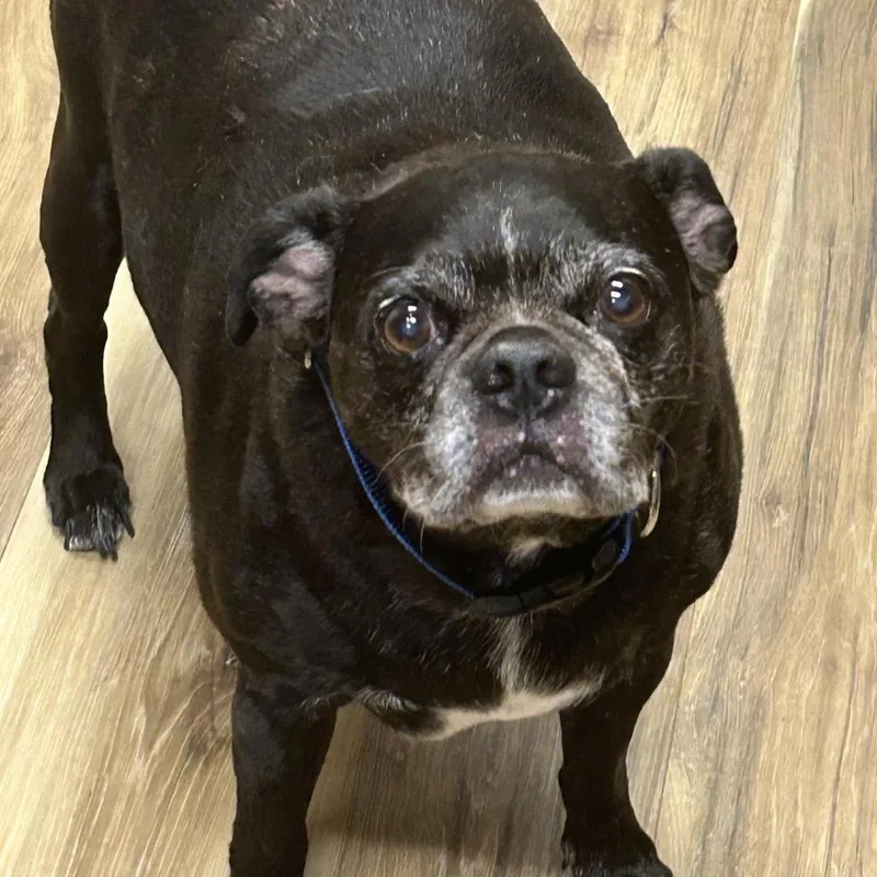 A senior medium-sized male Brindle Mixed Breed dog named Dozer for adoption in Rockville, MD