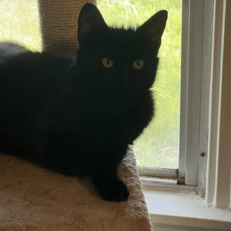 A baby medium-sized male Black Domestic Short Hair cat named Raven II for adoption in Houston, TX