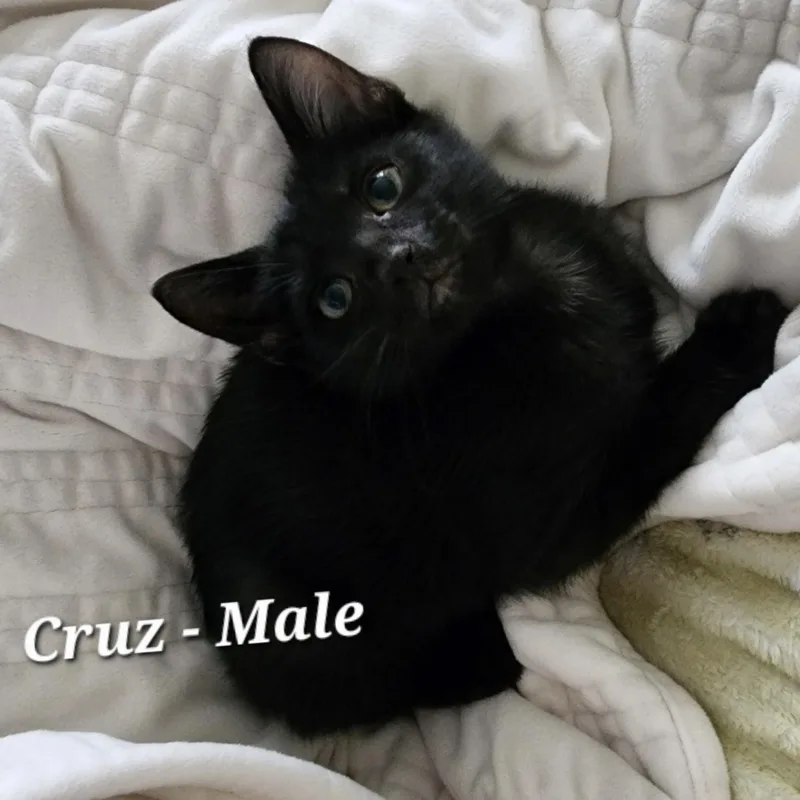 A baby small-sized male Black Domestic Short Hair cat named Cruz for adoption in Bentonville, AR