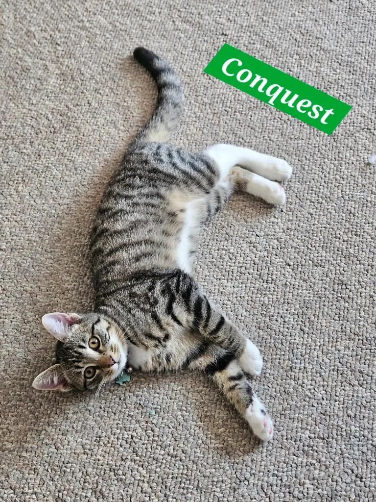 A baby medium-sized male Domestic Short Hair cat named Conquest for adoption in Manchester, TN