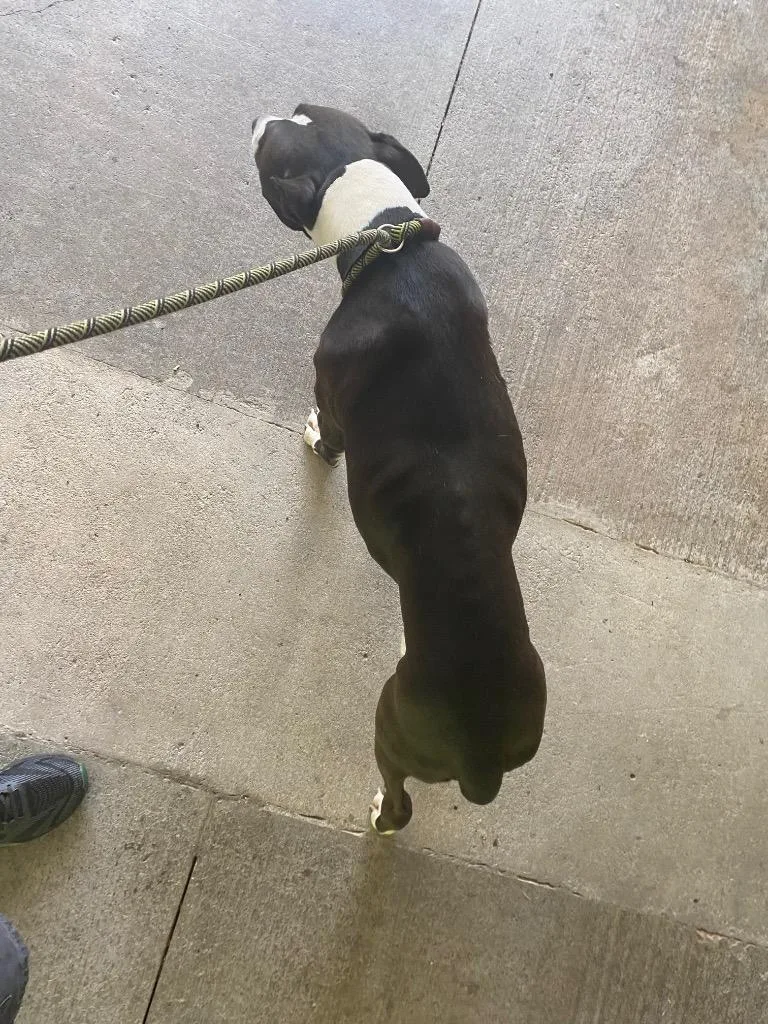 An adult large-sized male American Staffordshire Terrier dog named Powell for adoption in Cartersville , GA