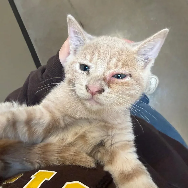 A baby small-sized male Domestic Short Hair cat named Cousin It for adoption in Cody, WY