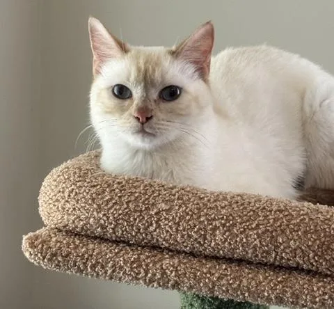 A young medium-sized female Flame Point Domestic Short Hair cat named Marshmallow for adoption in Easley, SC