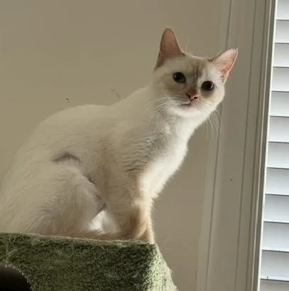 Marshmallow thumbnail 3