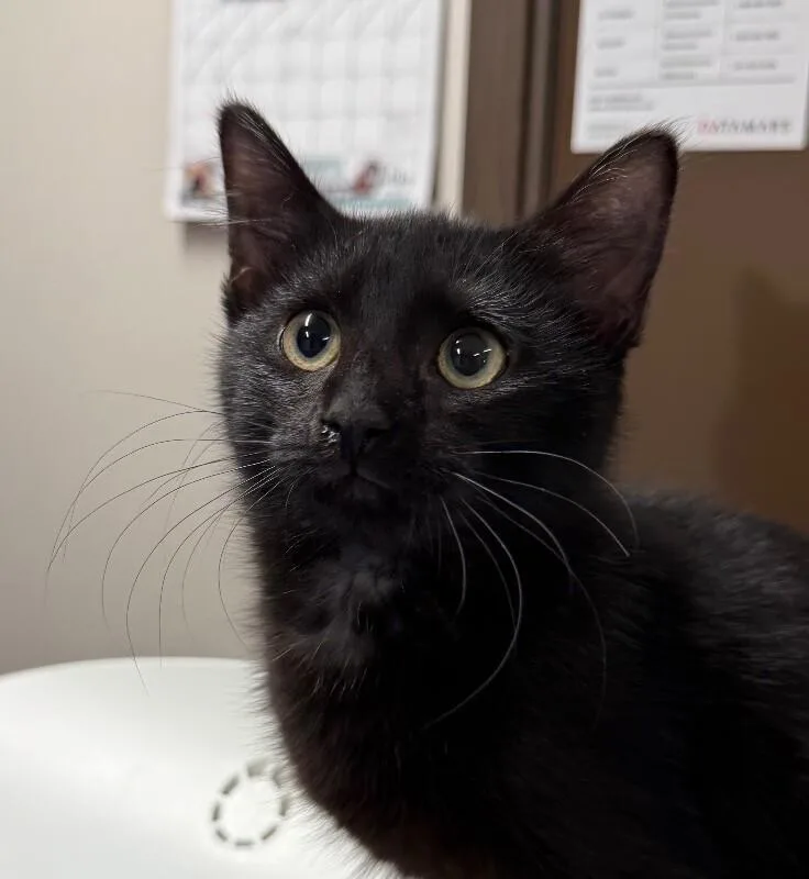 A young small-sized female Domestic Short Hair cat named Aniya for adoption in Yankton, SD